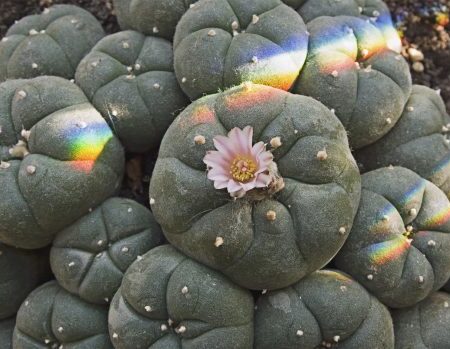 peyote | peyote drogue